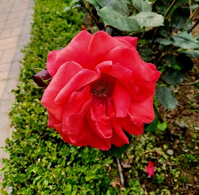 빨간장미