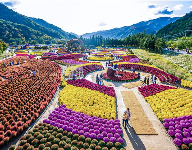 가을나들이 추천 인제가을꽃축제