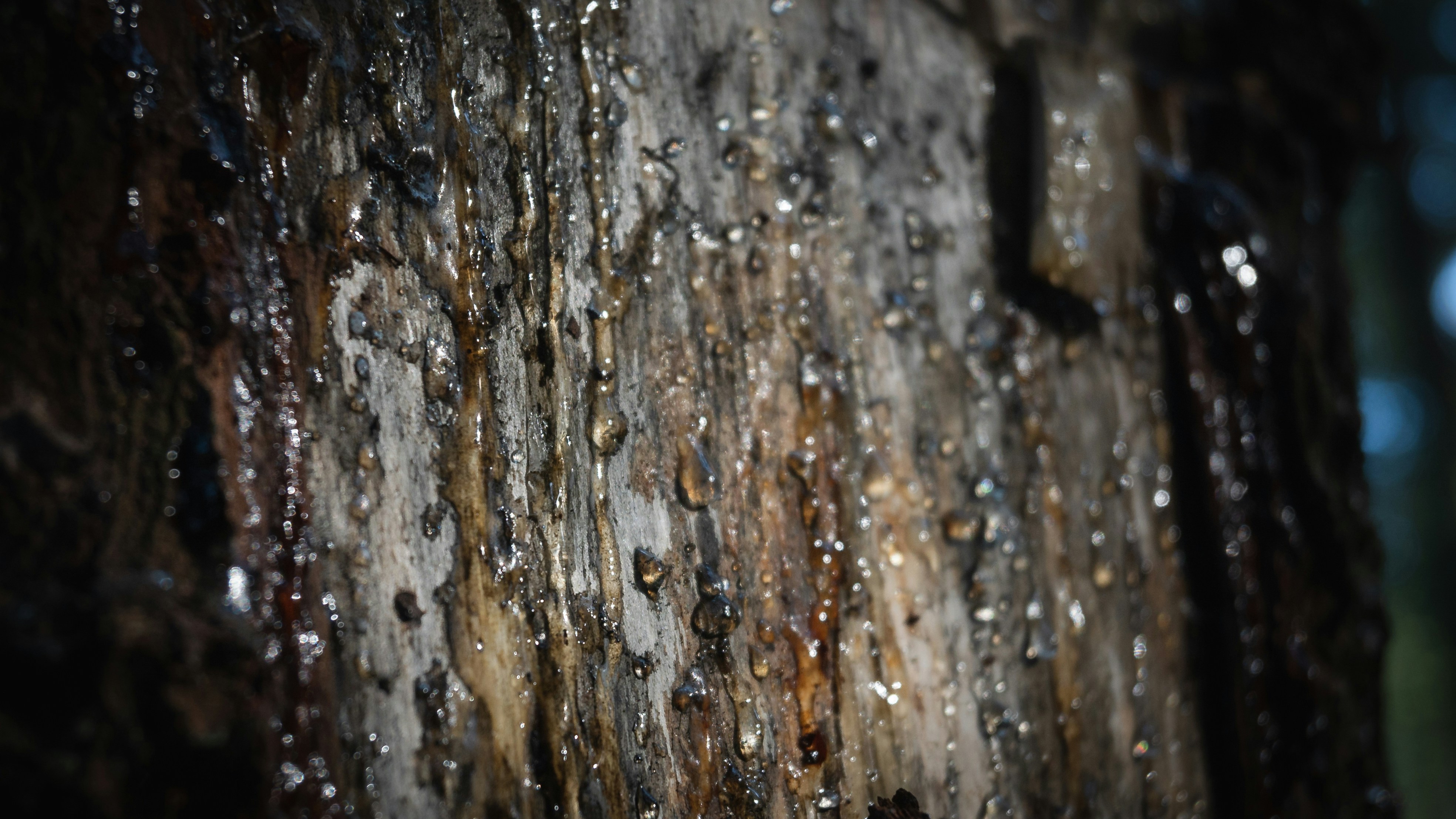 고로쇠물 6가지 효능 및 유통기한 (+ 먹는 방법 당뇨 부작용)