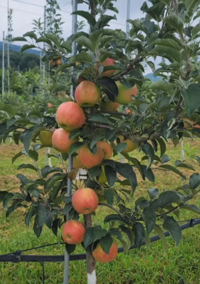 유포리 유성농원 홍로사과