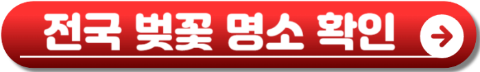 2025 벚꽃 개화시기