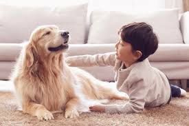 반려동물 키우는 방법