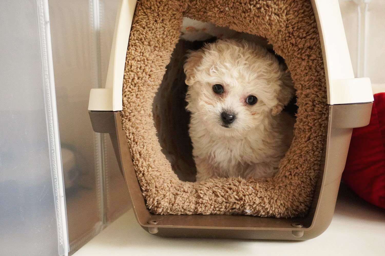 켄넬안에서 기다리는 아기 강아지 비숑