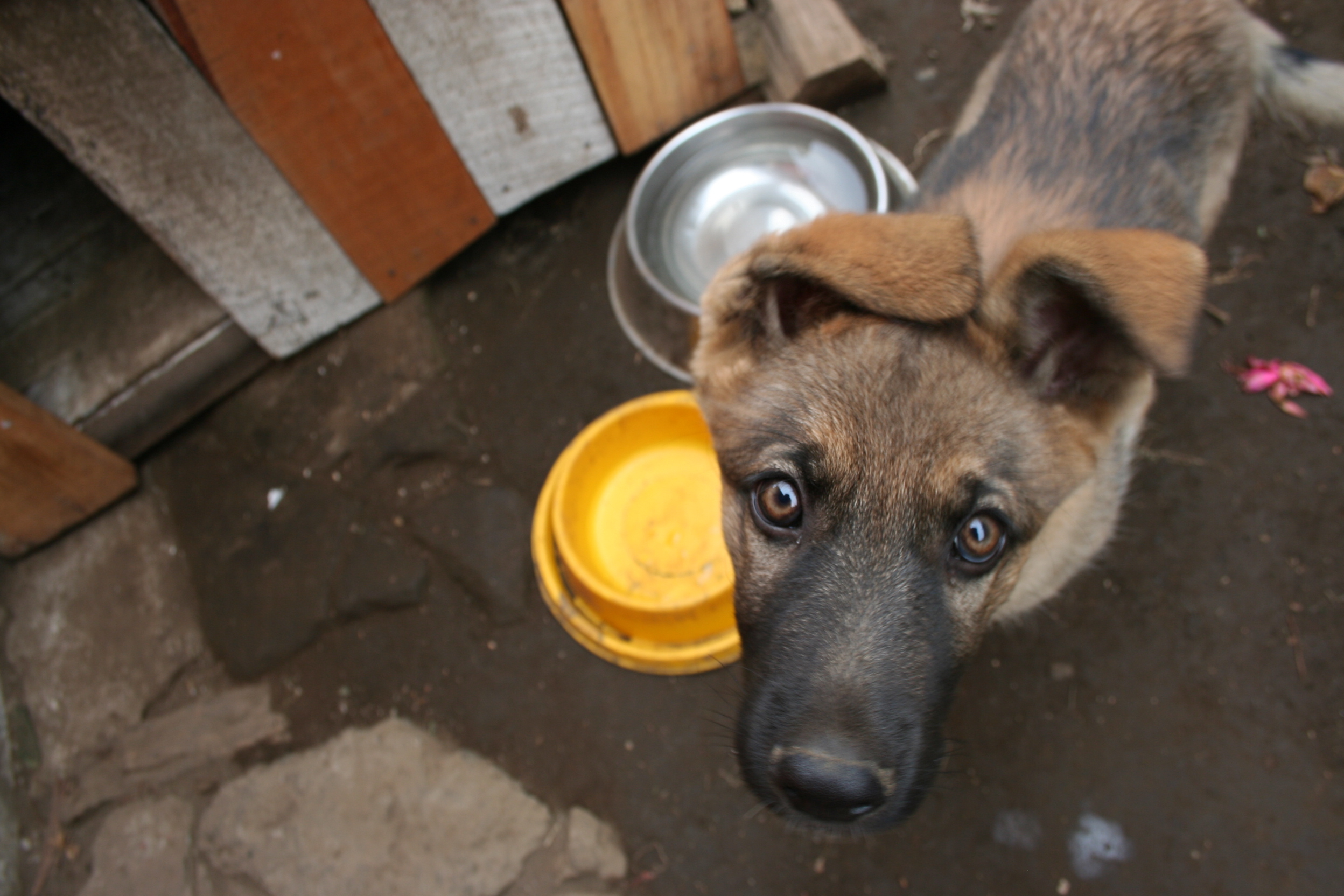 강아지 훈련 보상 관련 사진