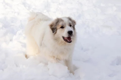그레이트 피레니즈 웃는 사진