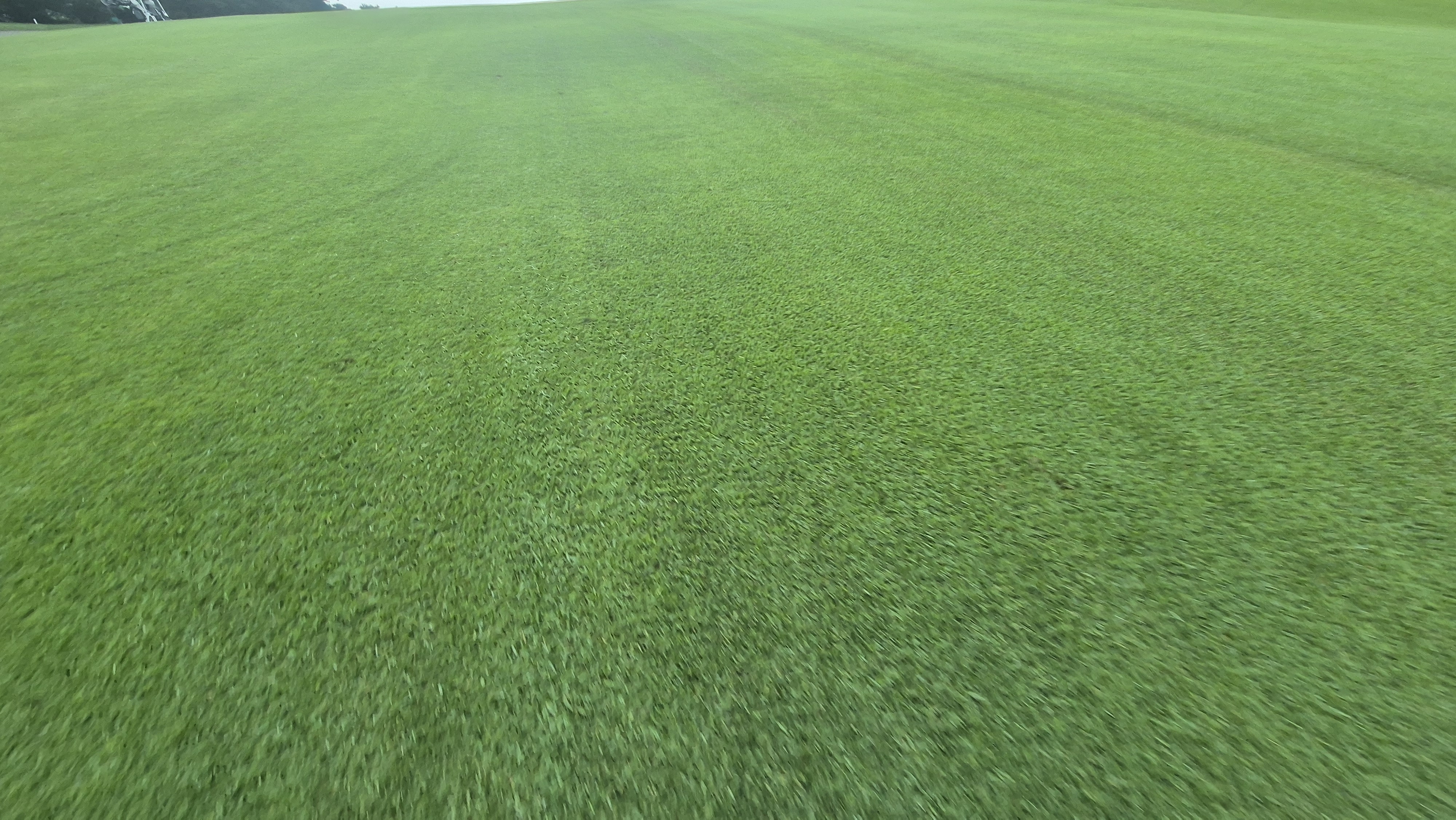 도고cc 코스 관리상태