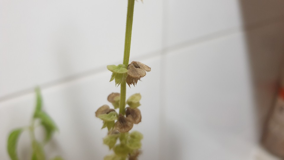 갈색으로 마른 바질 꽃받침