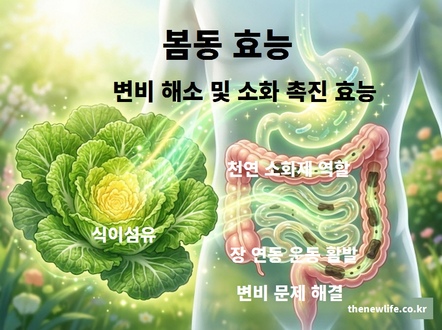 봄동 효능 중 변비 해소 및 소화 촉진 효능 인포그래픽. 풍부한 식이섬유가 장 연동 운동을 돕고 천연 소화제 역할을 하여 변비 문제를 해결함