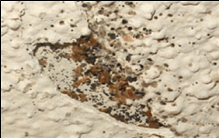 빈대 퇴치법과 효과적인 빈대 퇴치제