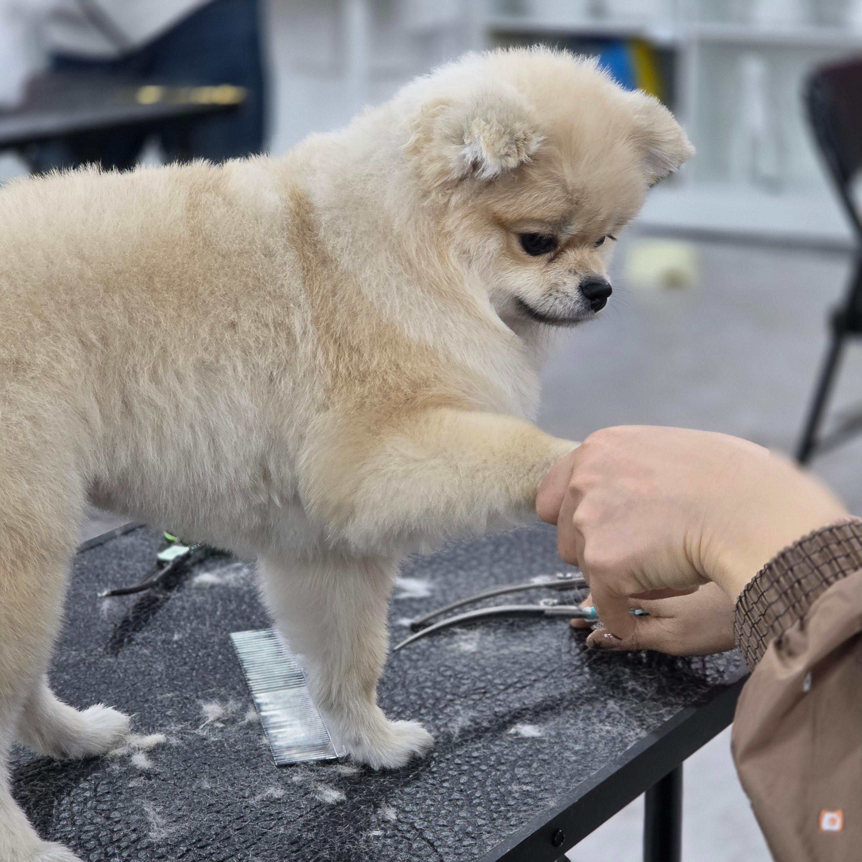 부산진구애견미용학원