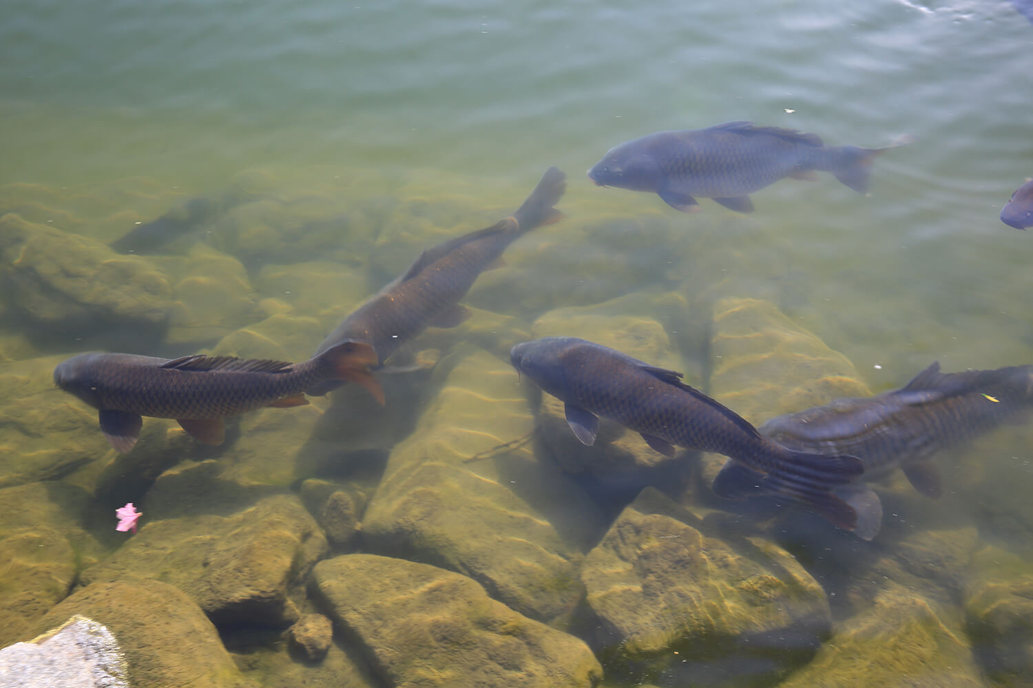 분당중앙공원 철쭉