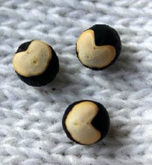 가을에 피는 꽃 풍선덩굴