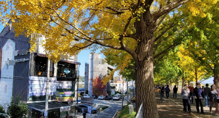 아산 곡교천 단풍나무길