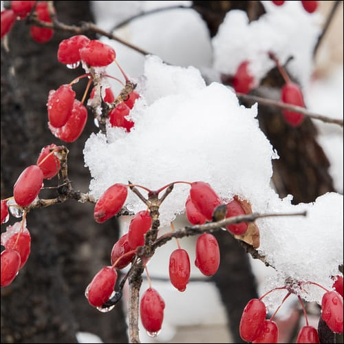눈을 맞고 있는 산수유 열매