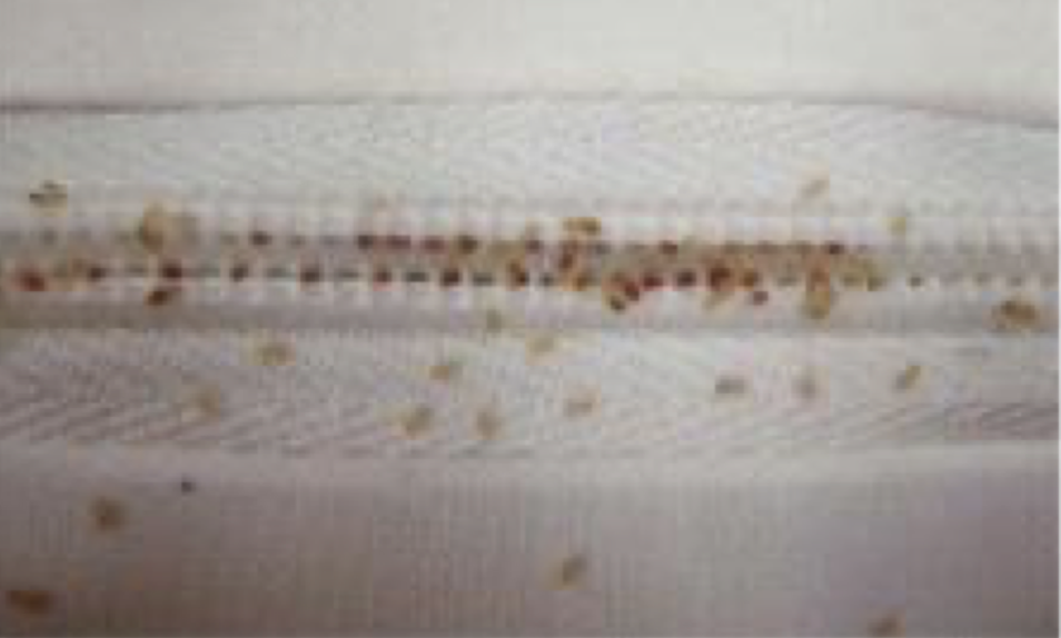 여행 빈대 예방법