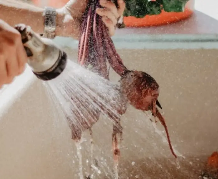 비트 하루 섭취량