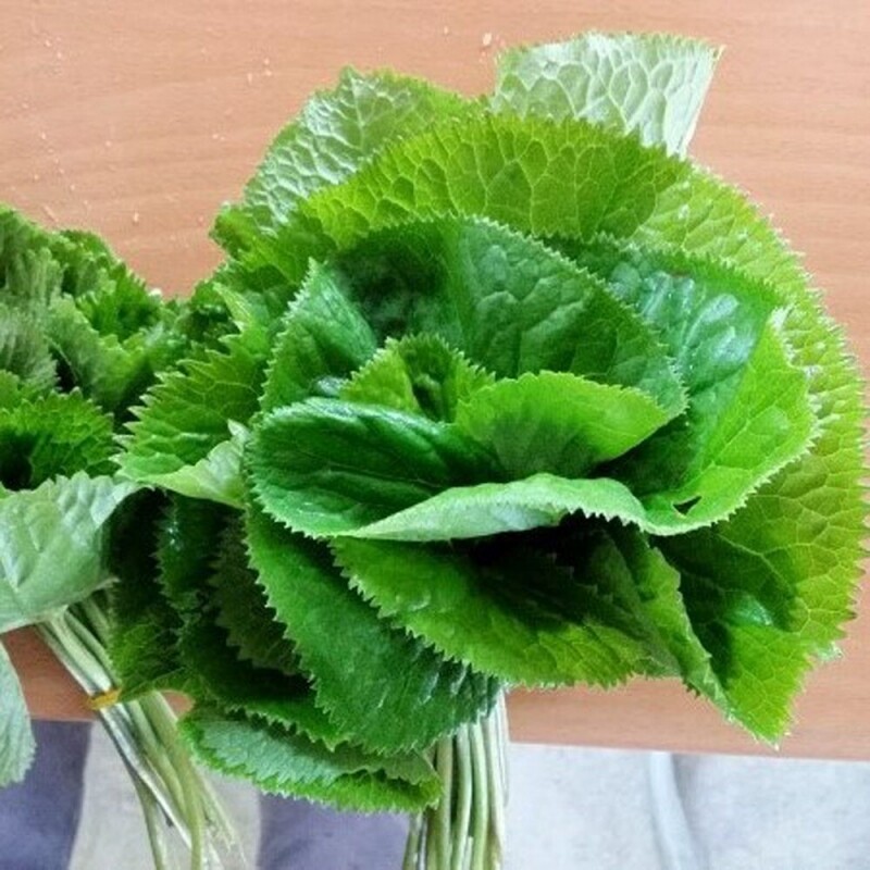 곰취-효능