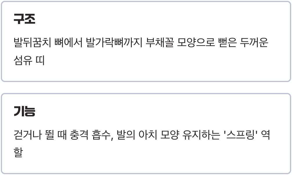 발바닥의 스프링, '족저근막'의 역할