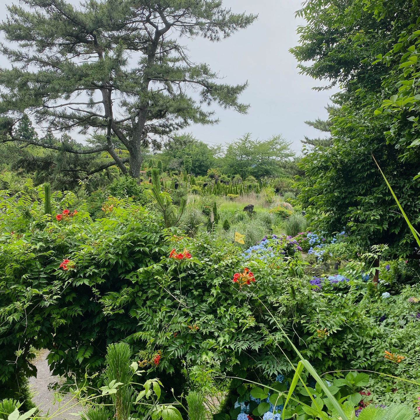 제주 노형동 러브랜드 정원카페 미스틱3도 피크닉 한라봉 흑돼지