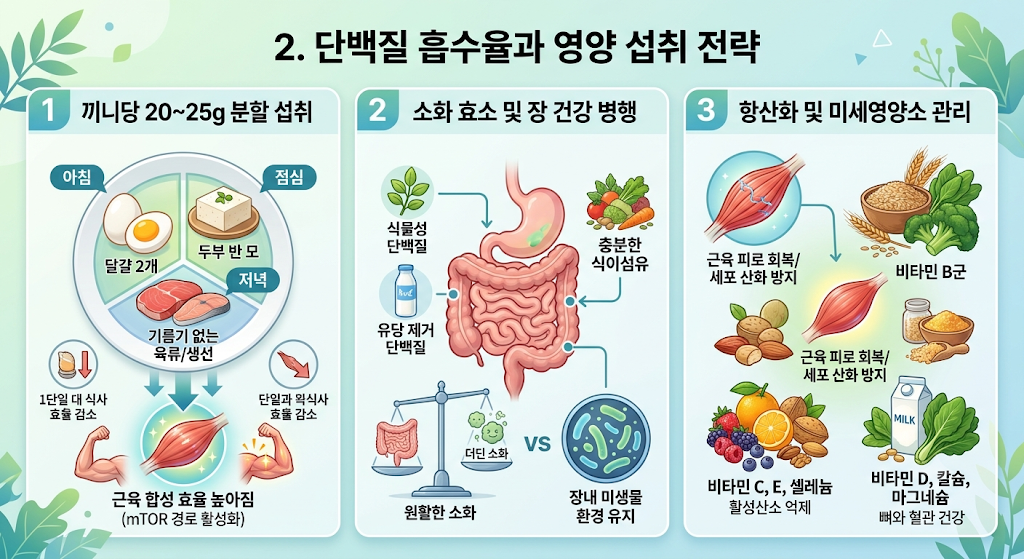 60대의 필요한 단백질 흡수율과 영양섭취