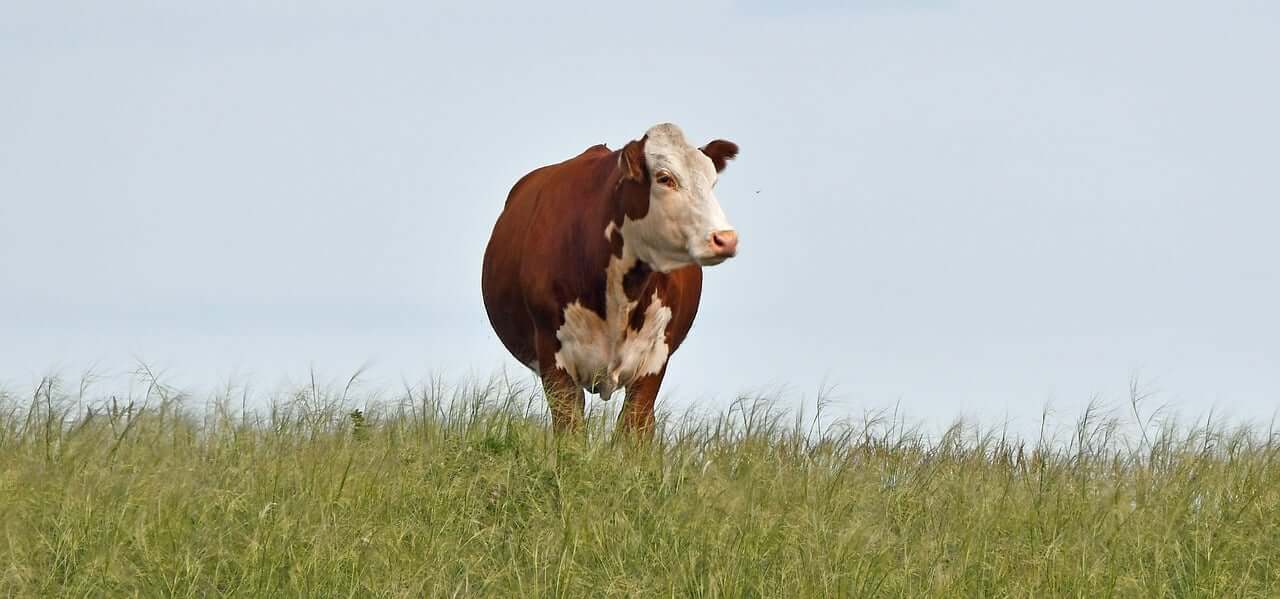 2025년 7월 소띠(丑띠) 운세