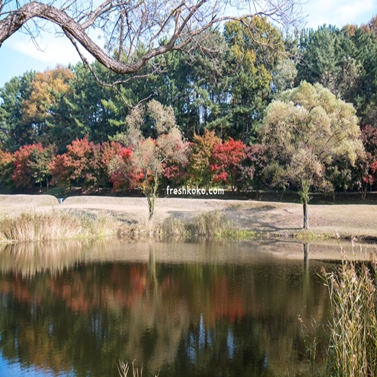 단풍 구경하기 좋은 곳