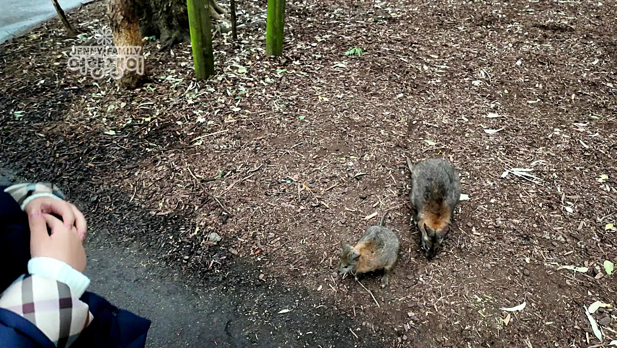 시드니 페더데일 동물원에서 쿼카와 가까이서 교감하는 장면 / Interacting closely with quokkas at Featherdale Wildlife Park in Sydney