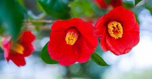 서천 동백꽃 주꾸미축제