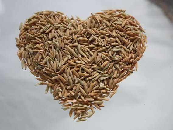 상황버섯 건강 효능