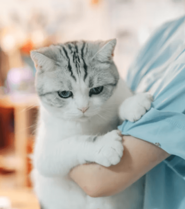 반려동물관리사&#44; 반려동물 전문가 되는 법 총정리