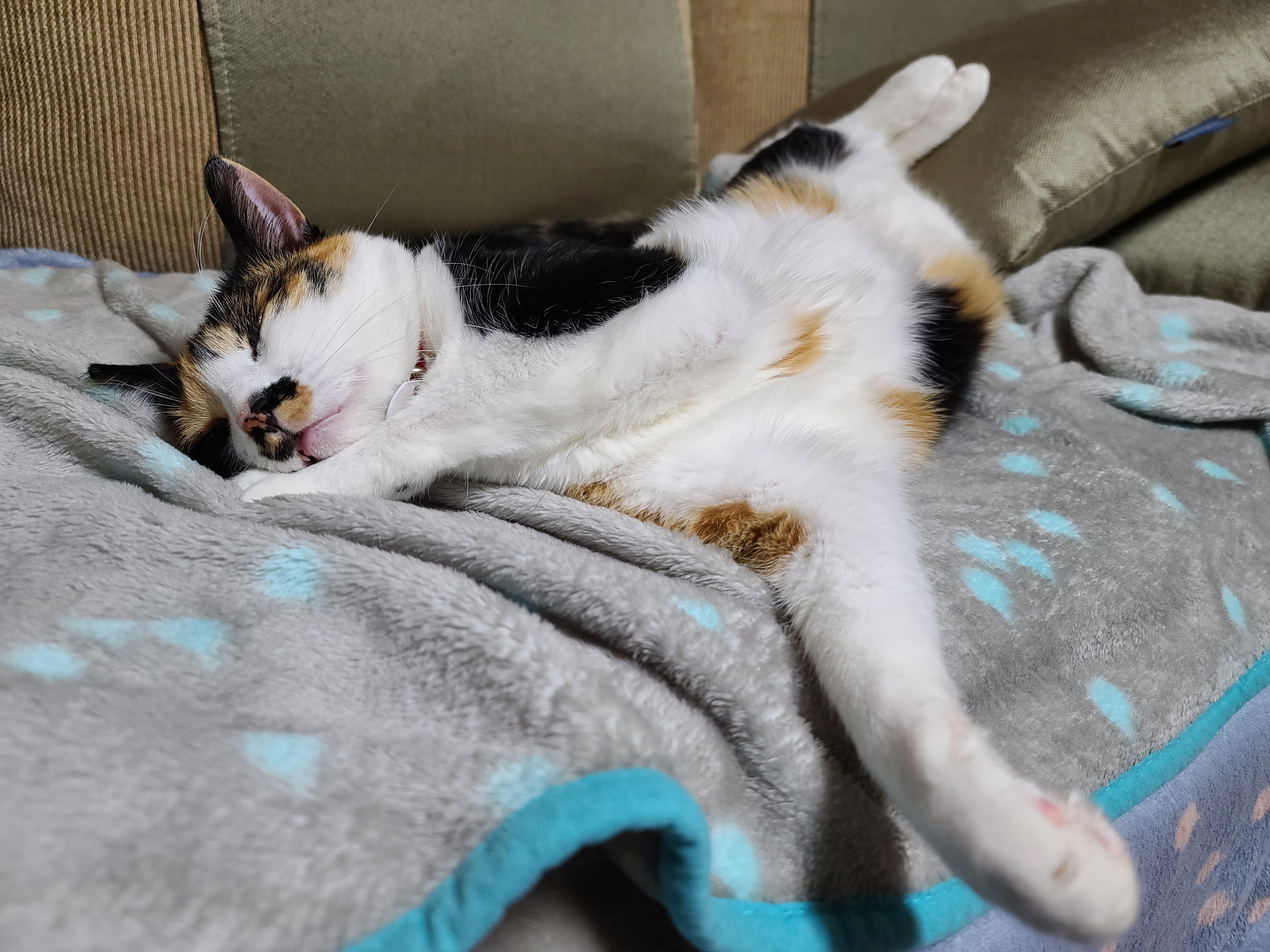 자주 볼수 없는 다다의 자는모습 도촬!(feat.고양이 지근구, 발목젤리)