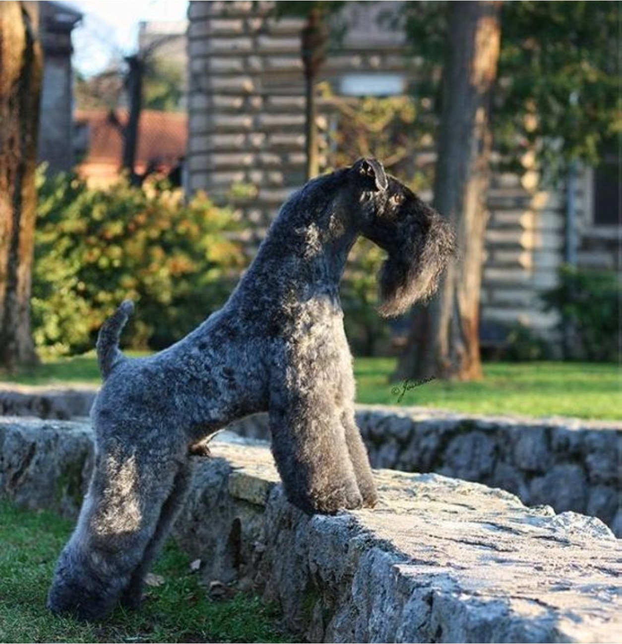 캐리 블루 테리어