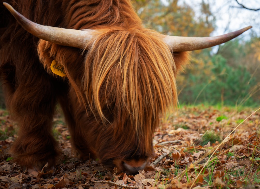 Highlander