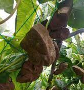 하늘마 효능, 부작용, 먹는 법 알아보기