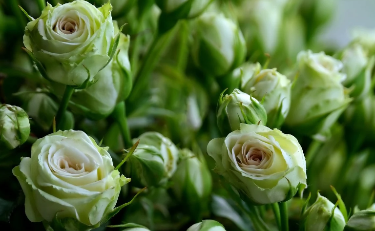 화훼의 구매관리