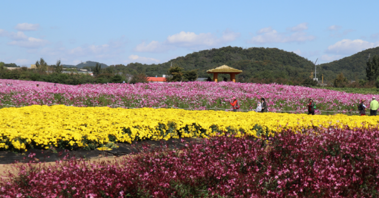드림파크 국화축제