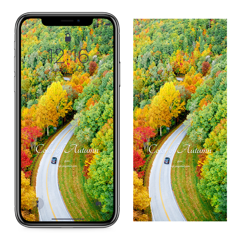 01 단풍 도로 C - Color of Autumn 아이폰가을배경화면