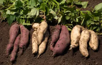 고구마 효능 및 영양성분, 보관방법