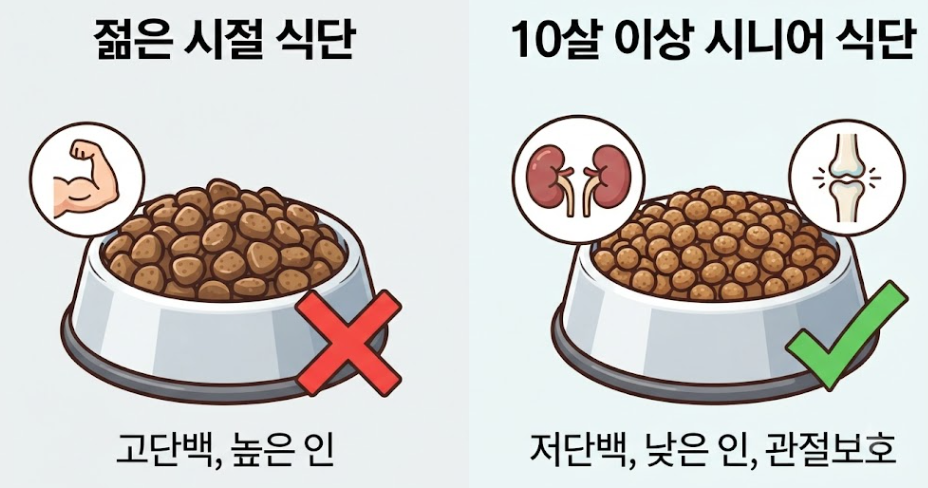 노령견 사료 추천