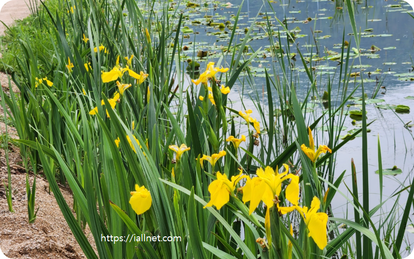 노오란 창포꽃이 늪지와 잘 어울립니다.