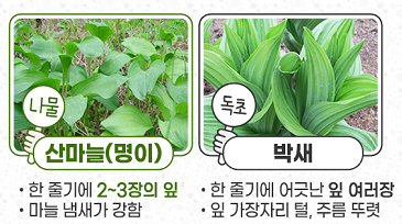 명이나물