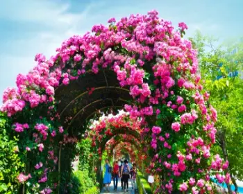 중랑 서울 장미축제_19