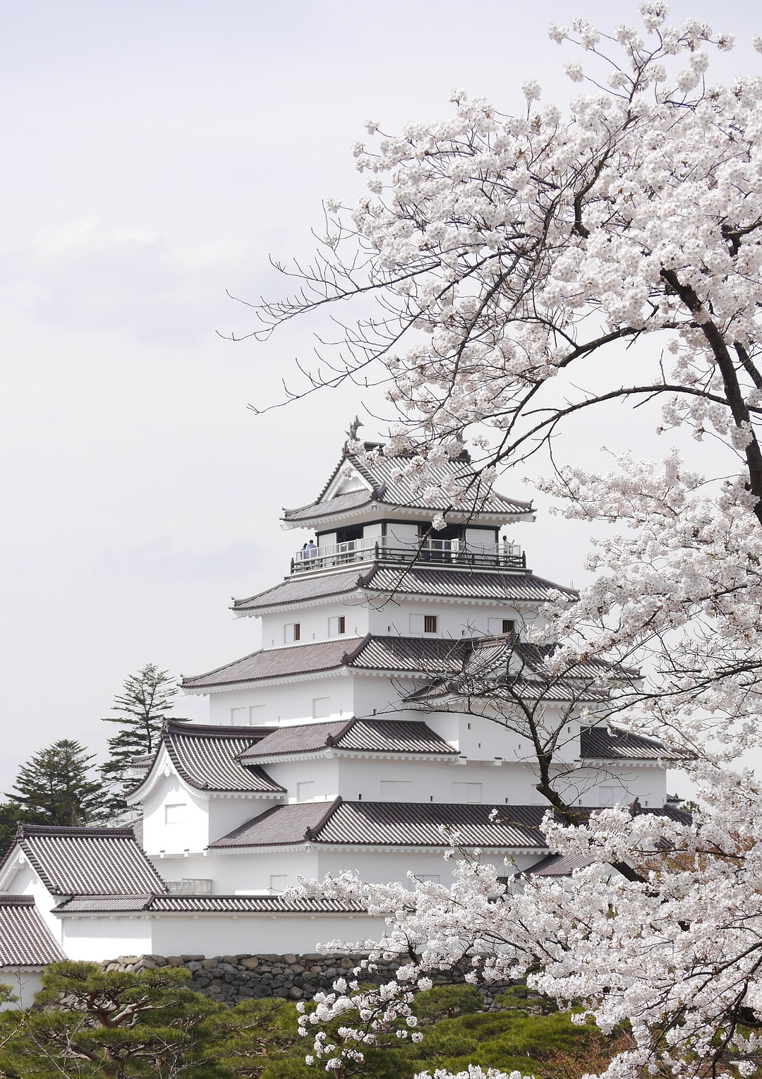 후쿠시마 쓰루가성 벗꽃 원전사고 오염수