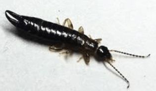 러브 버그 원산지