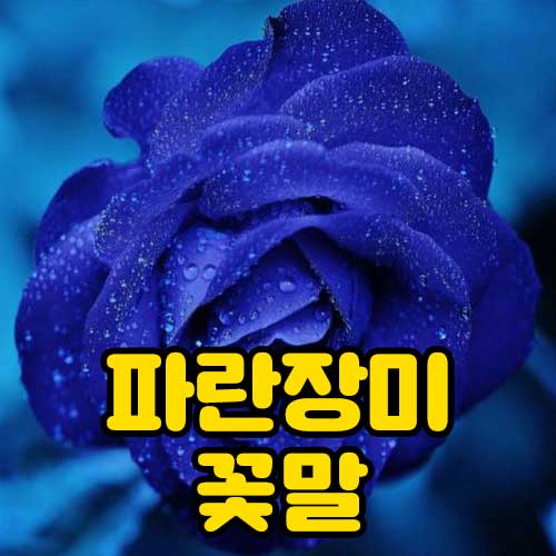 파란장미 꽃말 썸네일