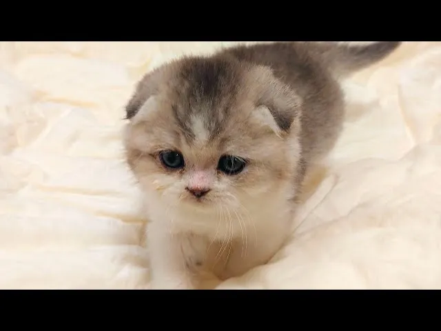 스코티시폴드 고양이 유전병_5