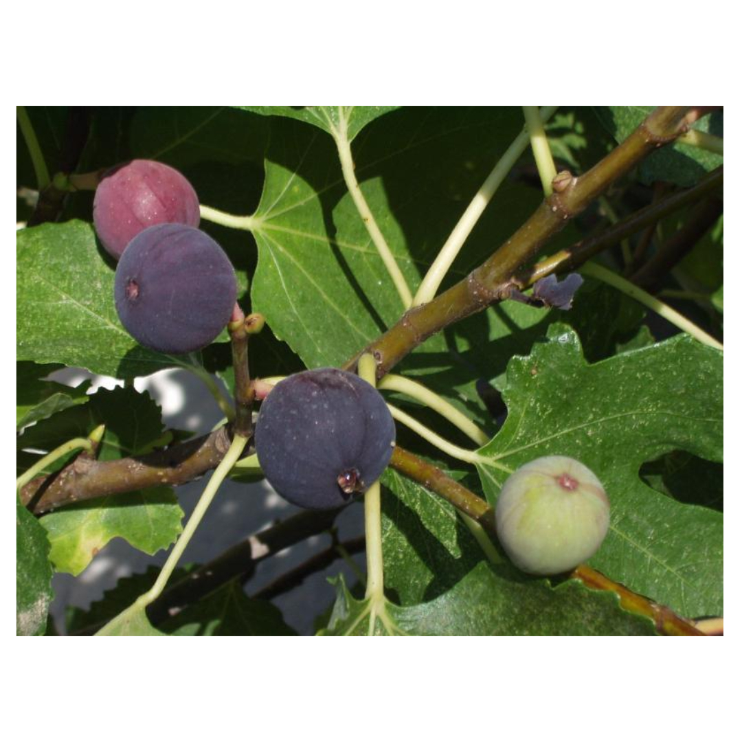 무화과와 관련된 사진입니다.