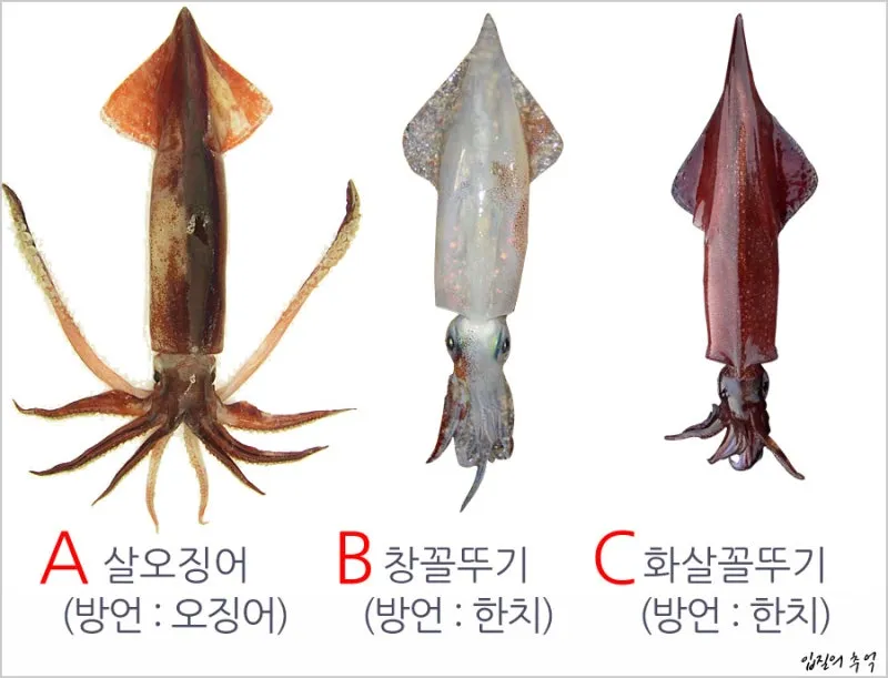 한치 오징어 차이 비교 생김새 맛 식감 완벽 분석_2