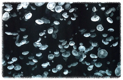 오사카 가이유칸 수족관