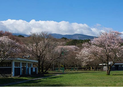 한라산 벚꽃